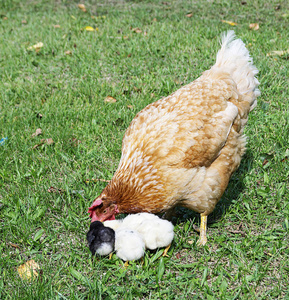 与依偎在草本植物的 hen