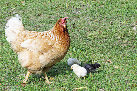 与依偎在草本植物的 hen