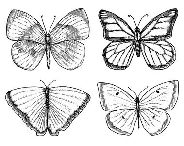 纹身或波西米亚风格的 t 恤或剪贴簿设计。神秘的深奥象征自由和旅行。蝴蝶或昆虫素描。昆虫学的集合。旧的素描和复古风格绘制的刻的手