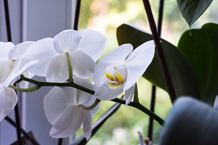窗口的白色兰花。家中的白色兰花