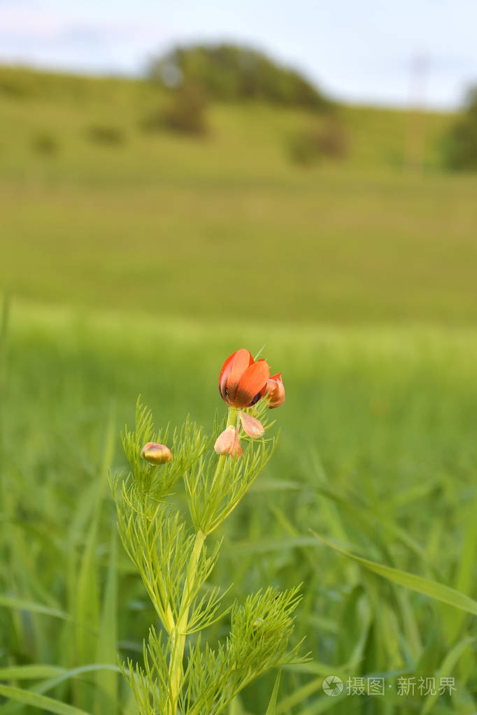 五彩缤纷的春天早晨红色的背景(夏天的费沙珊)