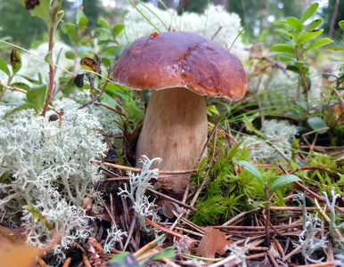 cep 牛肝菌。在森林里的蘑菇