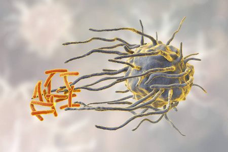 巨噬细胞吞噬结核菌