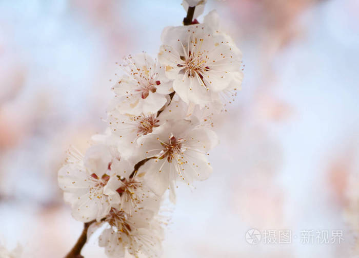 在花园里盛开的杏树 美丽的春天季节背景好的贺卡 喜帖 Web照片 正版商用图片0z9vf2 摄图新视界
