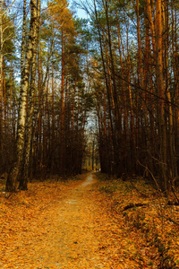 流出的道路通过秋天的森林, 落叶, 桦树和松树, 在远处的人