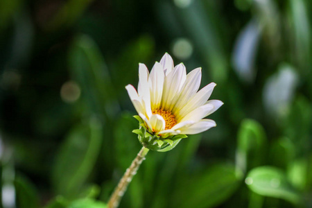 花丛中的花近距离