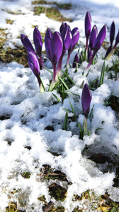 紫色番红花雪