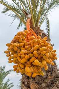 椰枣在棕榈树上生长。西班牙