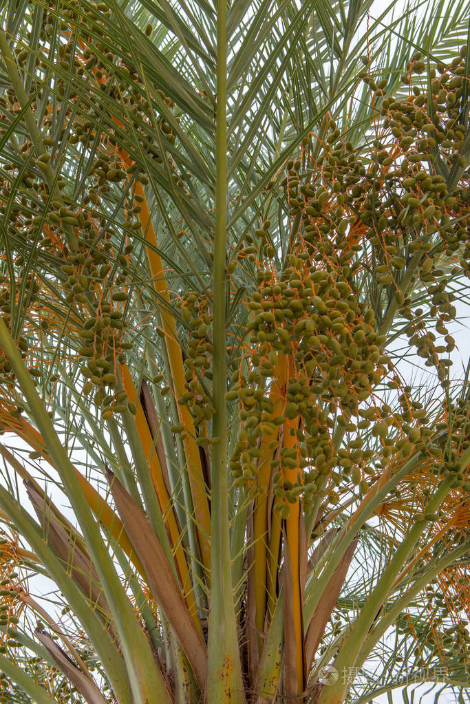 椰枣在棕榈树上生长西班牙