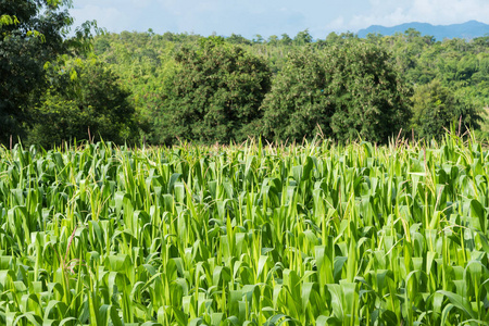 绿色的玉米地图片