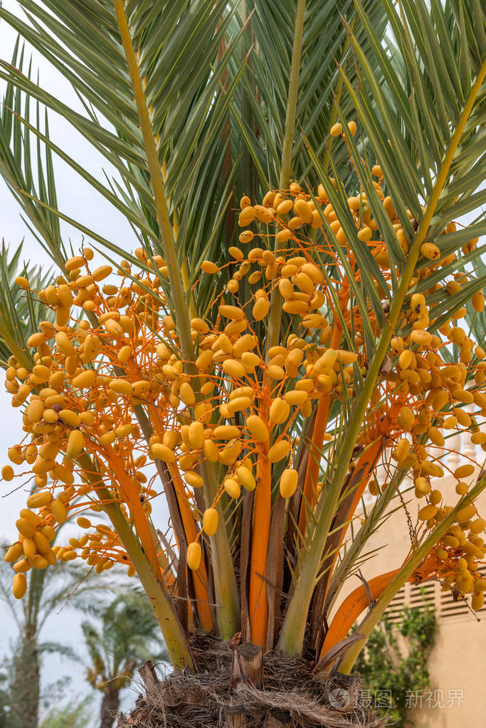 椰枣在棕榈树上生长西班牙