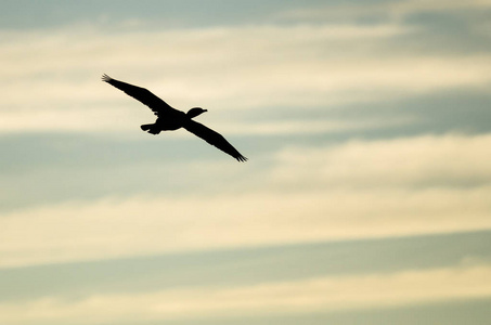 双冠 Cormoran 映衬在落日的天空飞