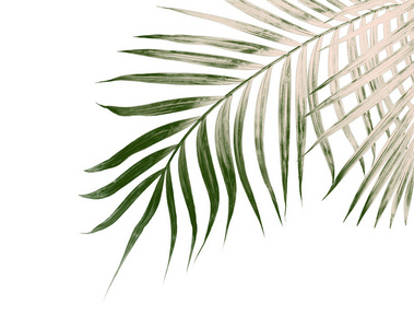 绿色叶子的棕榈树在白色背景上孤立的