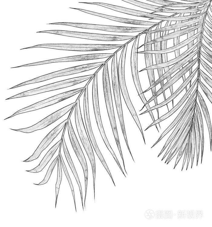 棕榈树叶简笔画图片图片