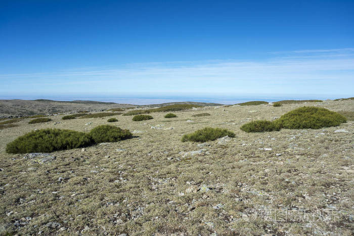 高山草原的苇状羊茅