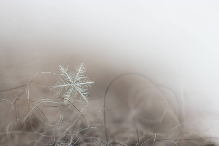 羊毛手套上的单片雪花