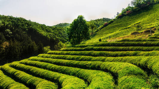 宝城绿茶领域