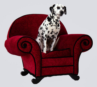 把红色的椅子上的斑点狗图片
