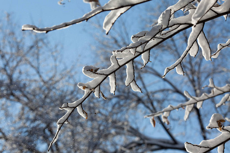 在寒冷的冬日阳光明媚的日子里树枝上下雪