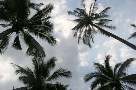 树枝棕榈叶树在云蓝色的天空上，美丽的日落背景