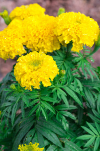 美丽的万寿菊花在花园里, 黄色万寿菊花