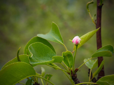 盛开的梨树。夏季背景。春天。开花的分支