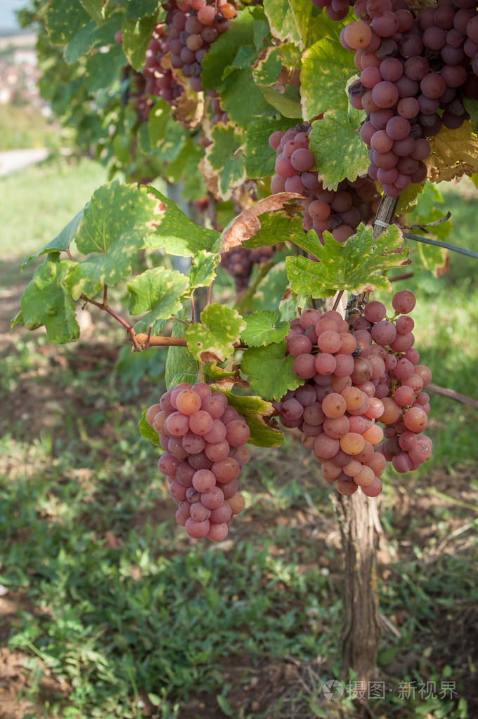 秋天葡萄园中的红葡萄