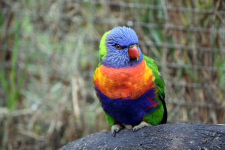 彩虹澳洲鹦鹉关闭