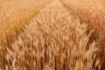 硬麦夏季收获田和自然背景
