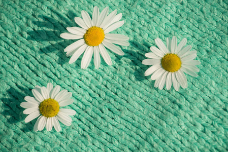 在夏天的针织纹理的美丽雏菊的背景