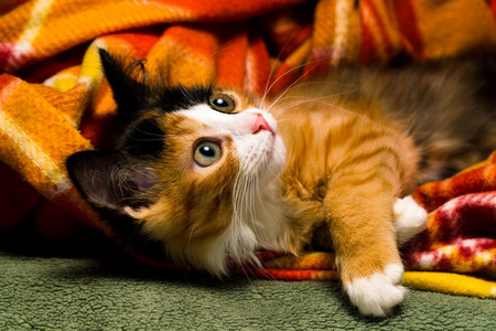 地毯演播室灯上的小猫