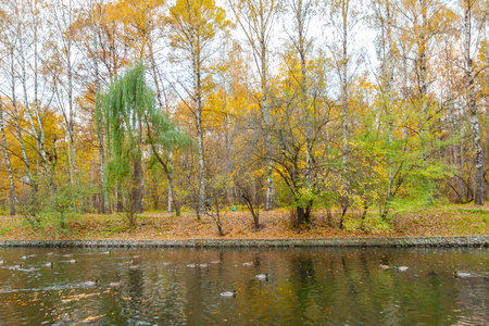 鸭子在索科尔尼基公园的池塘里游泳, 秋天的惨淡风景