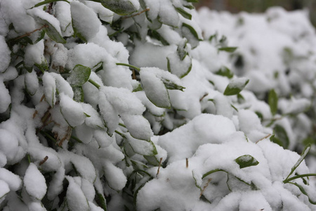 在白色蓬松的雪中的花树丛