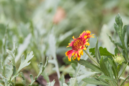 花园中的花 zinnia, zinnia 紫花子