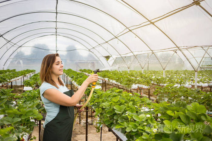 女性温室工人盒草莓,采摘浆果农场,草莓作物概念的女人