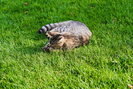 猫玩老鼠