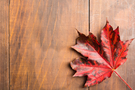 纹理枫叶棕色木制的背景下，秋天的概念
