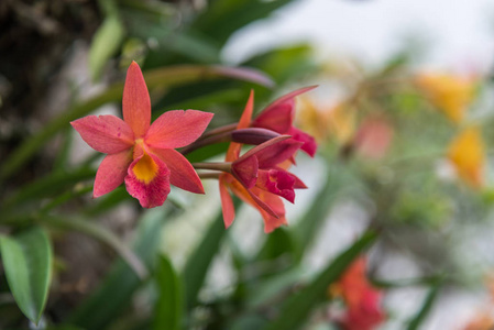 花兰科或兰花花