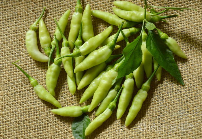 在麻布上收获的新鲜绿辣椒