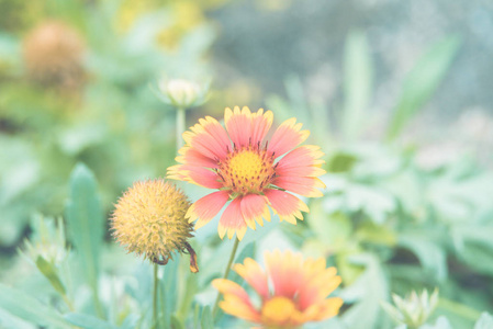 花园中的花 zinnia, zinnia 紫花子