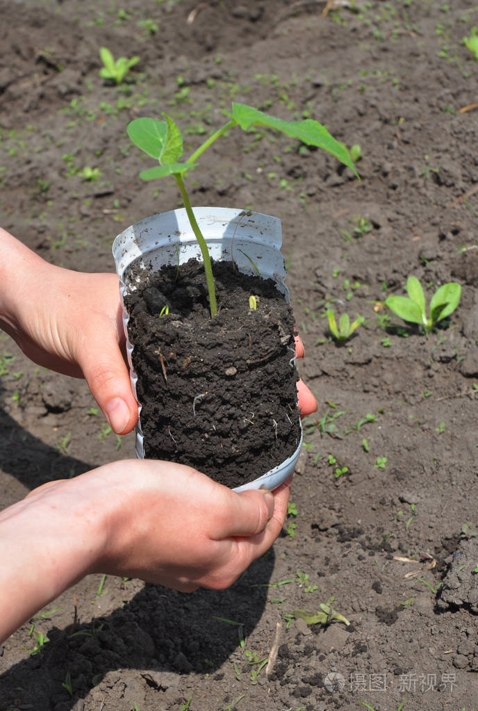 黄瓜播种生长和收获黄瓜植株教程一步一步如何种植黄瓜