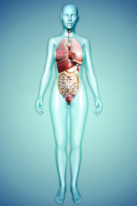 一个女性的形象，与内部器官三维图