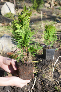 种植 thuja。园丁手种植柏树, 移植与根 thuja