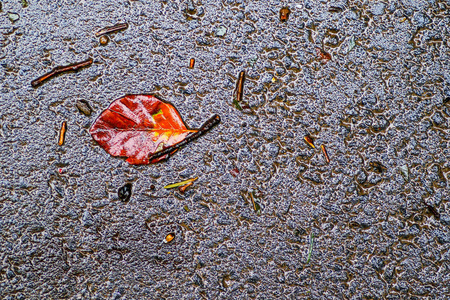 雨后的秋天印象