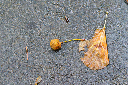 雨后的秋天印象