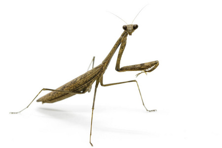 卡罗莱纳州螳螂螳螂 (stagmomantis 卡罗莱纳州) 在白色背景上的图像