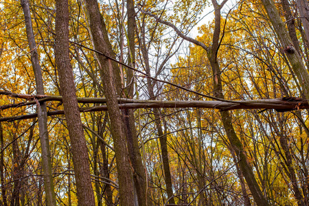 橙色秋天的树林与树叶的照片