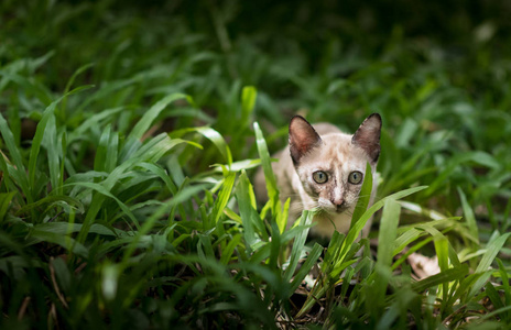 在花园的绿草地上的猫