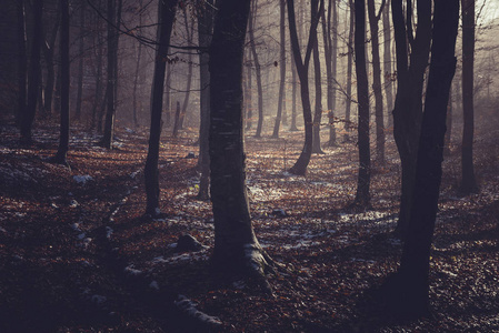 在黑暗的秋林中的雾蒙蒙的早晨
