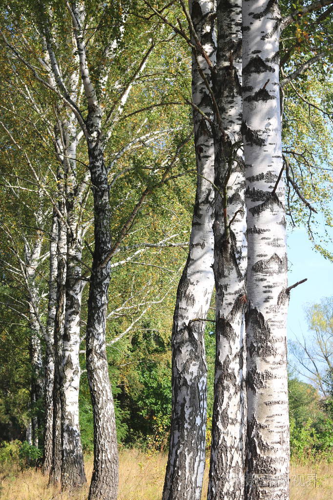 在初秋的美丽桦树